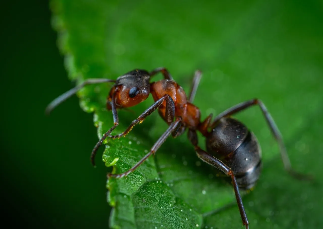 Fire Ants vs Red Imported Fire Ants