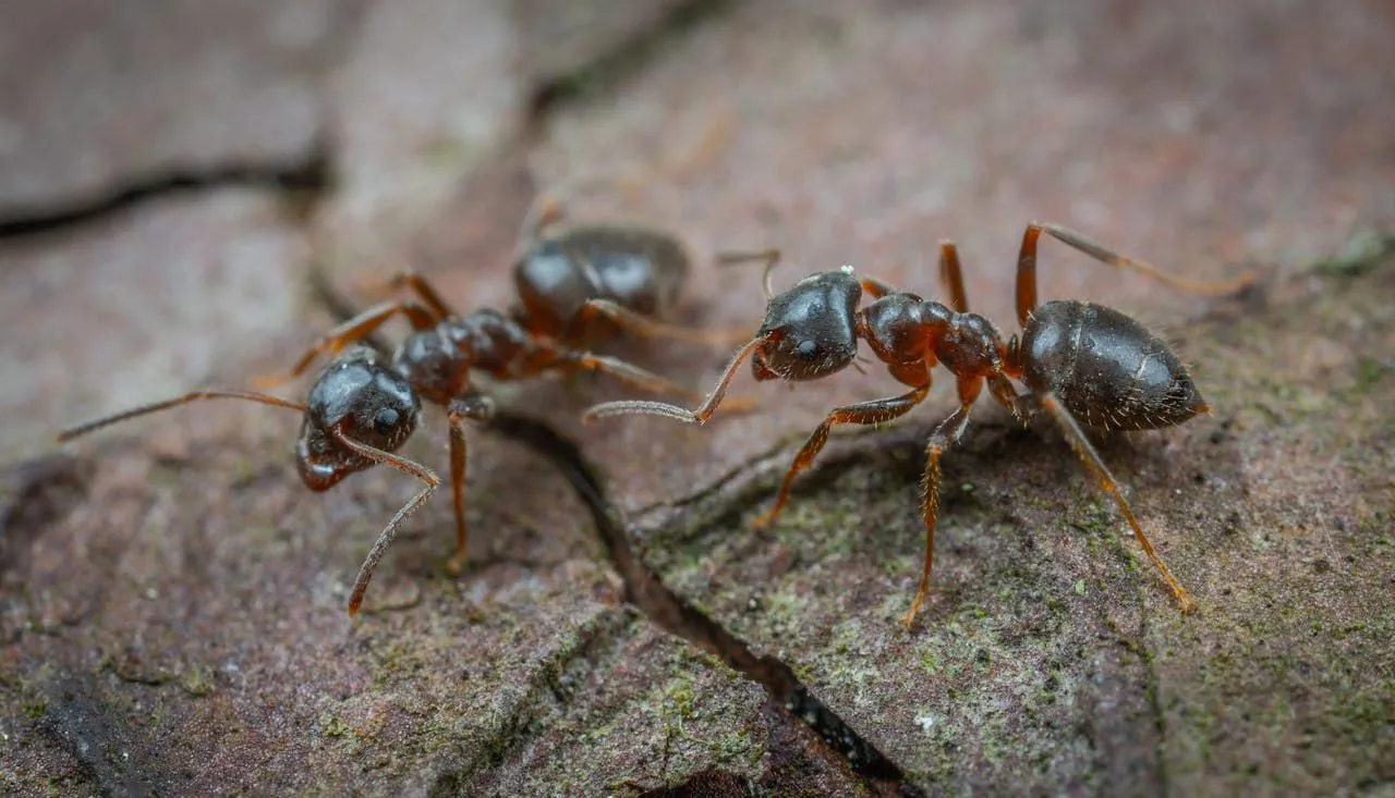 Are Ants Dangerous to Humans?