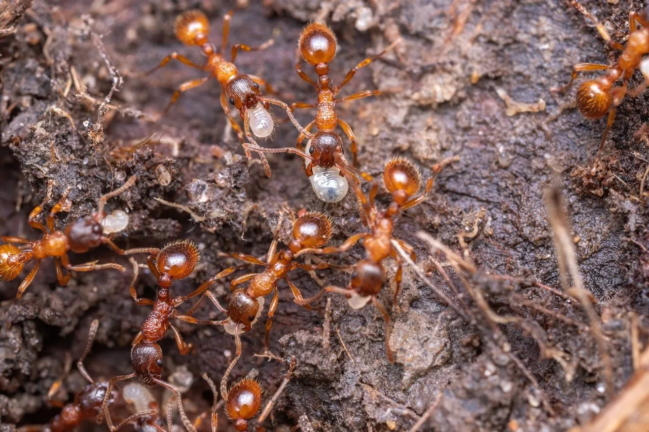 Thief Ants: Why They Are Often Mistaken for Pharaoh Ants