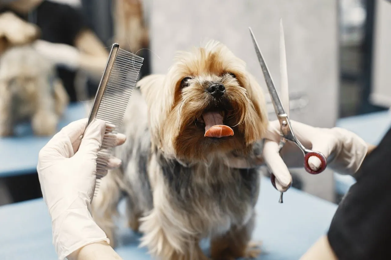 Flea Treatment Side Effects in Pets