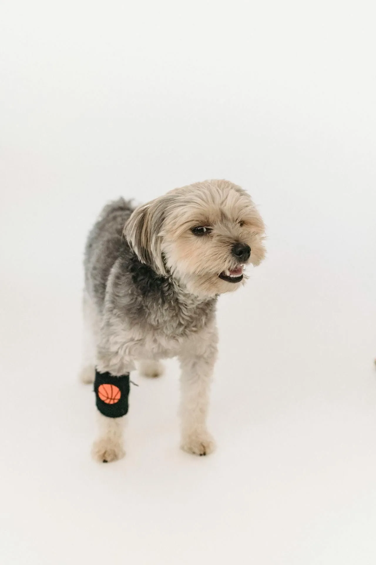 Flea Bites vs. Bed Bug Bites: How to Tell the Difference