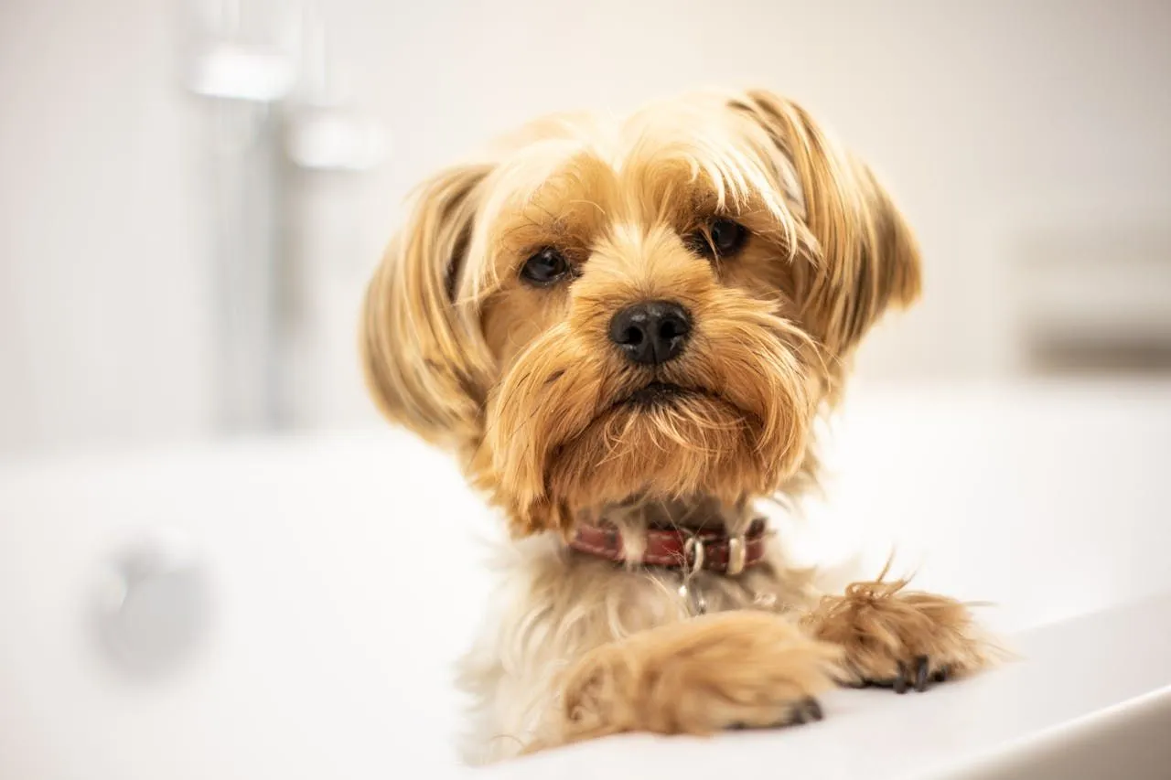 Fleas in Rugs: Inspection and Eradication