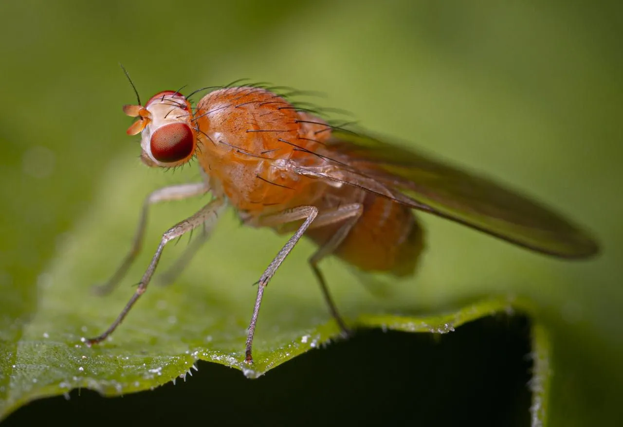 Flies and Livestock: Production Losses and Control