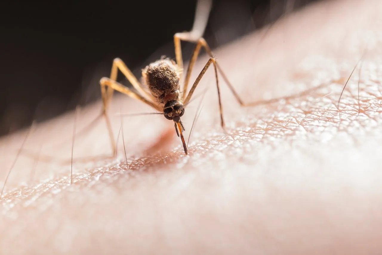 Culex Mosquitoes: West Nile and St. Louis Encephalitis Vectors