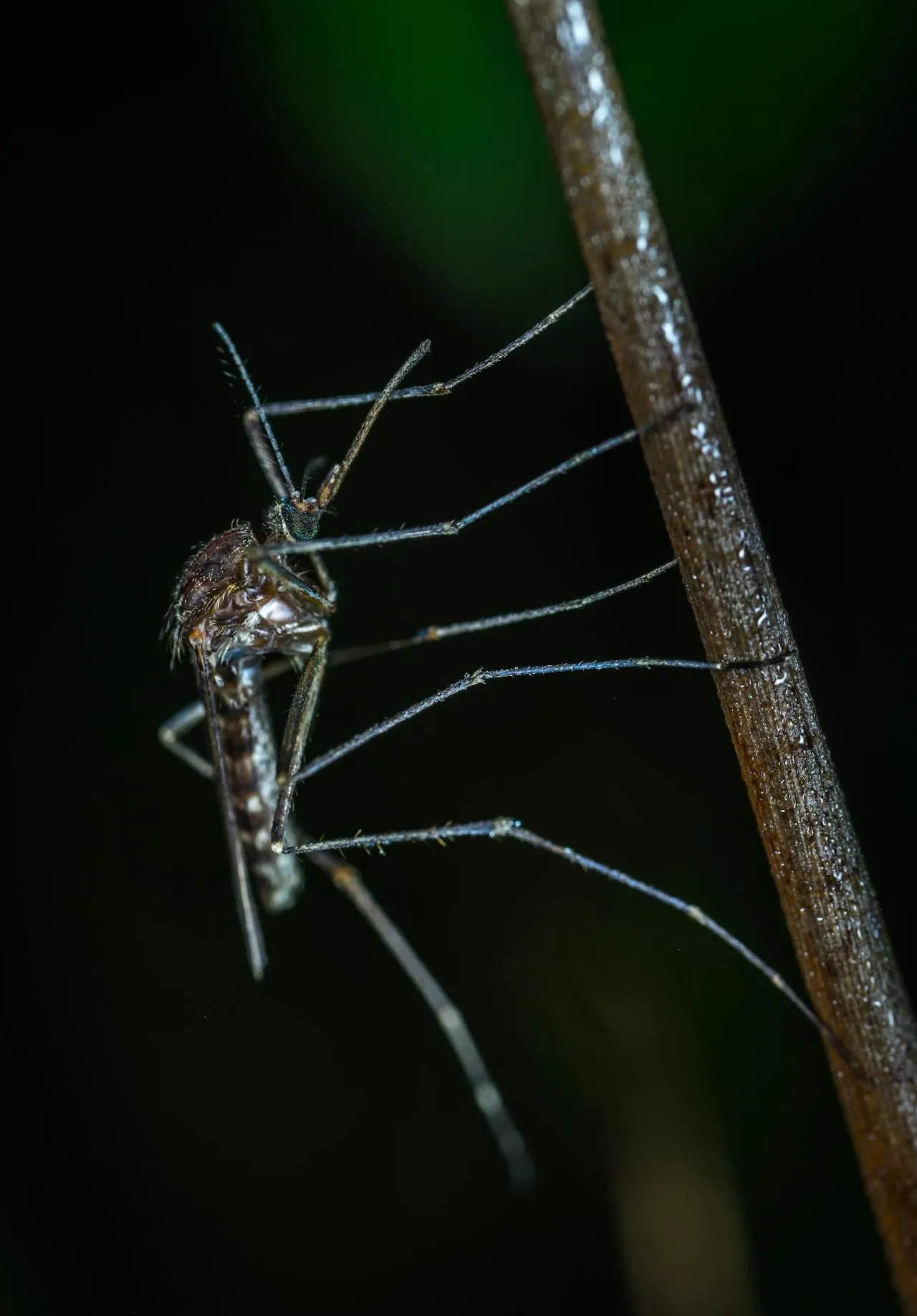 Mosquitoes vs. Midges: Identification and Bites