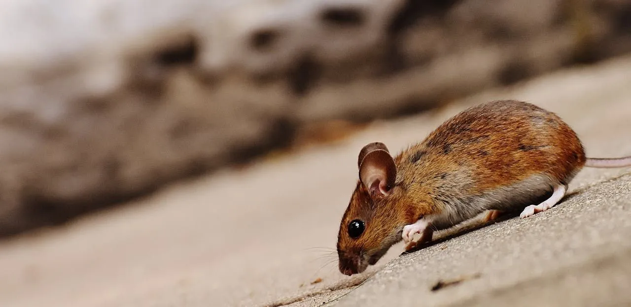 Wood Rats (Pack Rats): Behavior and Removal