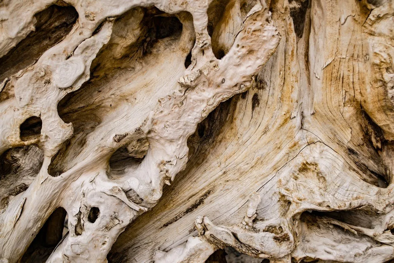 Termites vs. Flying Ants: Swarmer Identification