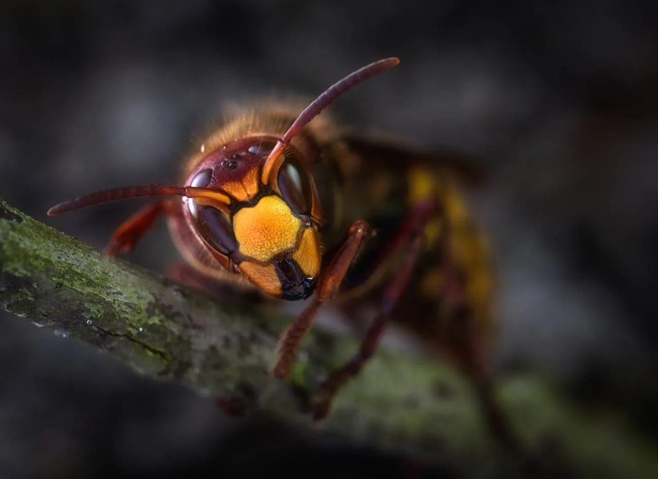 Wasp Season: When Wasps Are Most Active and Dangerous