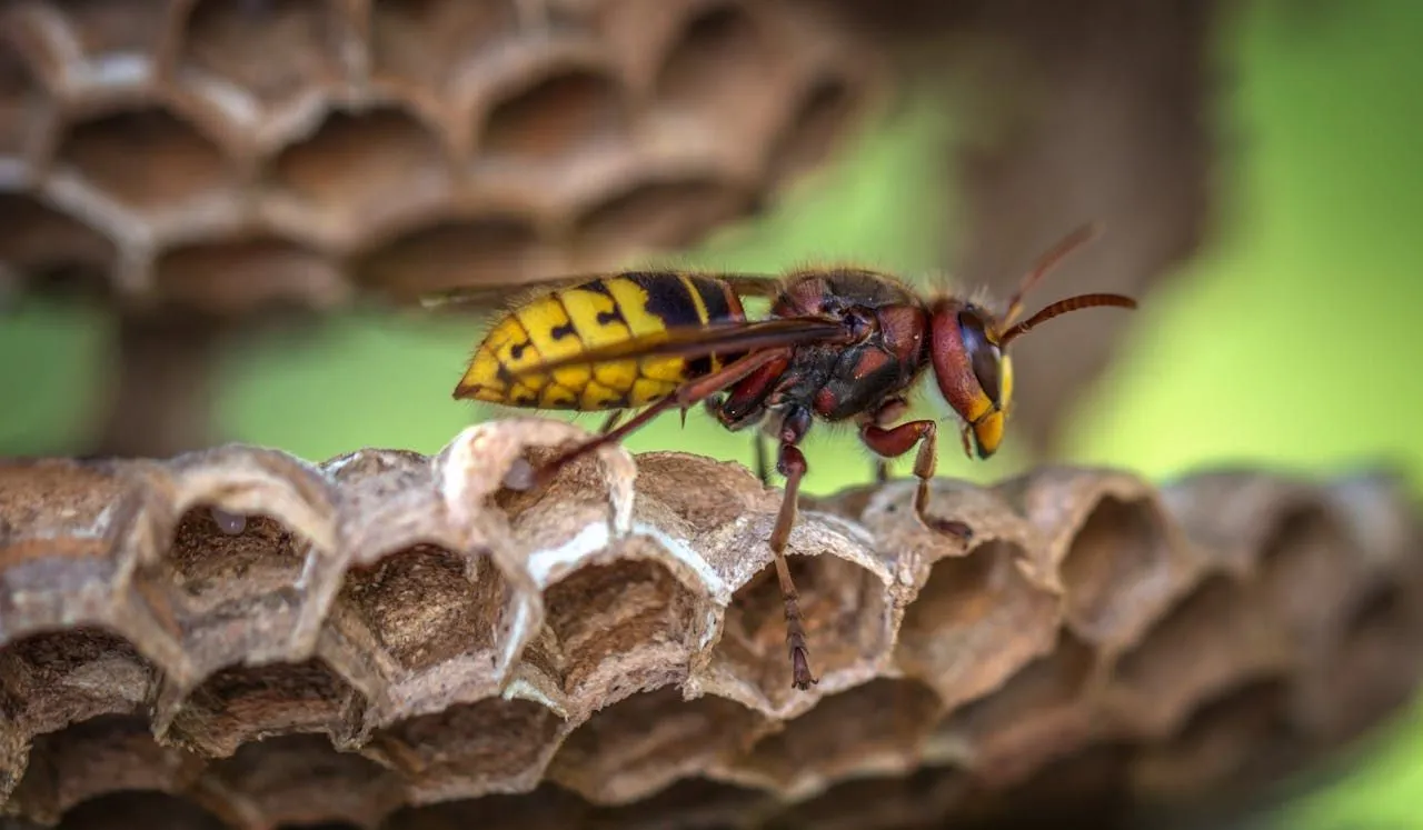 Wasp Mating Behavior and the Annual Cycle