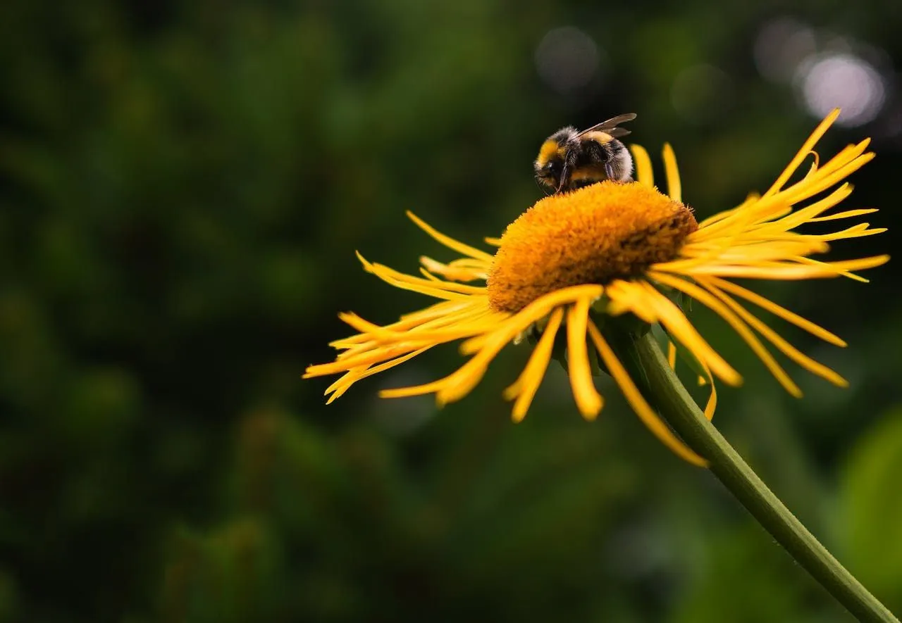 Wasps in RVs and Campers