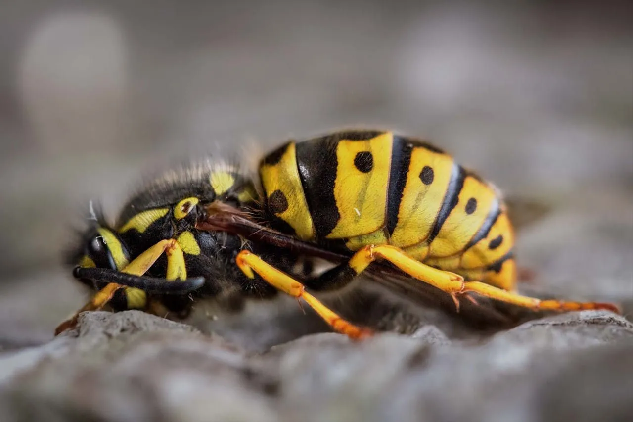 Wasp Eggs: How Queens Lay and Tend Them