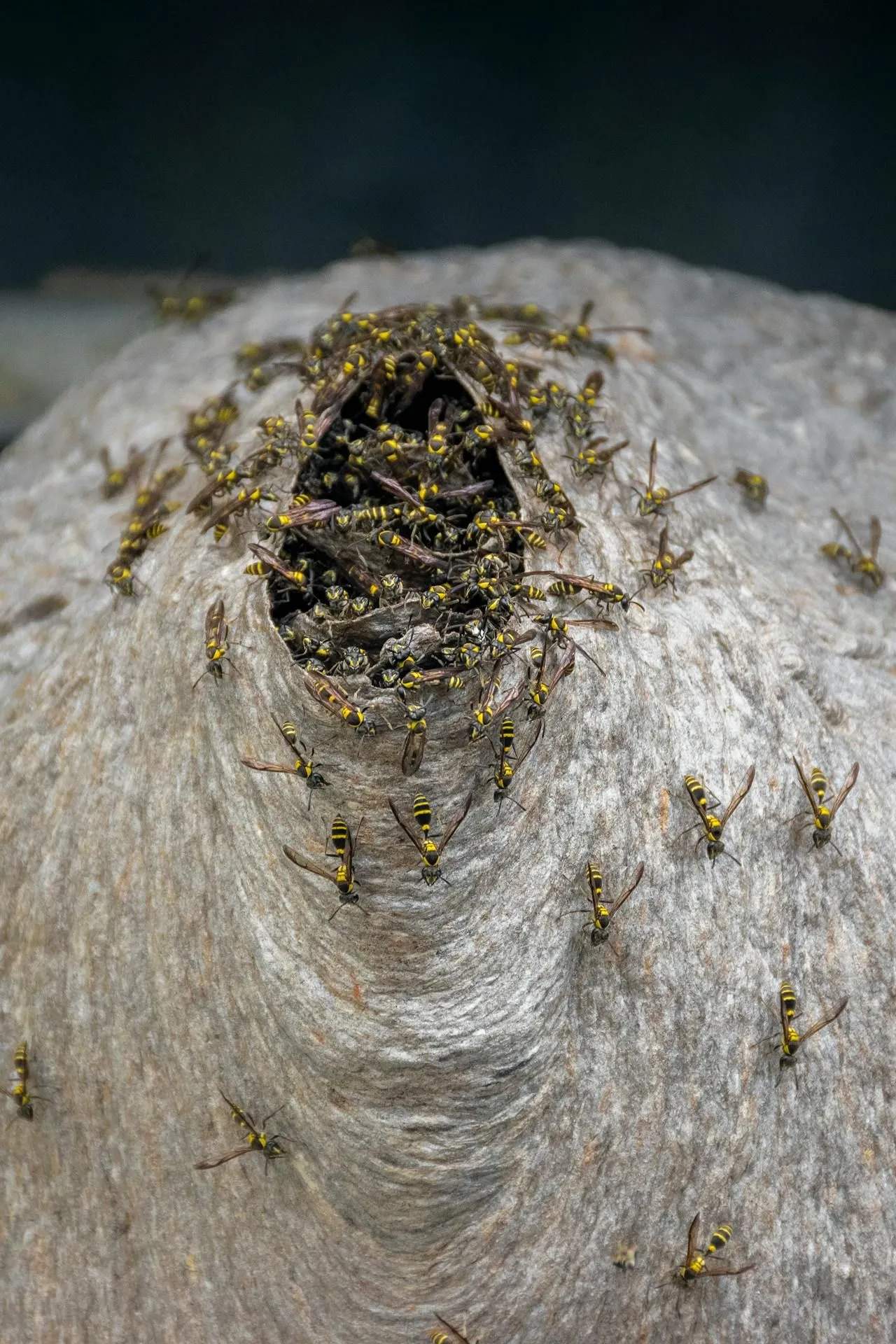 Wasp Nests in Garden Sheds